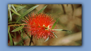 1993_NT_D05-14-11_Wuesten-Flaschenbuerste (Callistemon pauciflorus).jpg